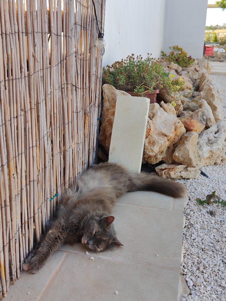 Gatto della masseria a riposo sui muretti a secco